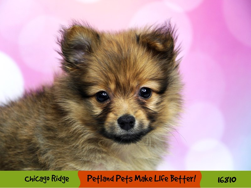 Pomeranian-Female-Red Sable-3445732-Petland Chicago Ridge