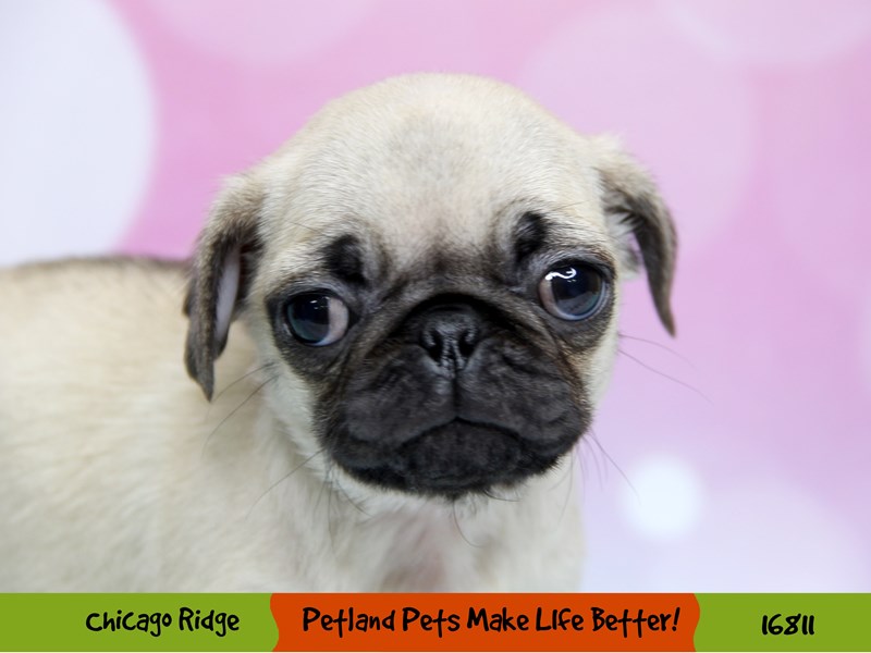 Pug-Female-Fawn-3445731-Petland Chicago Ridge