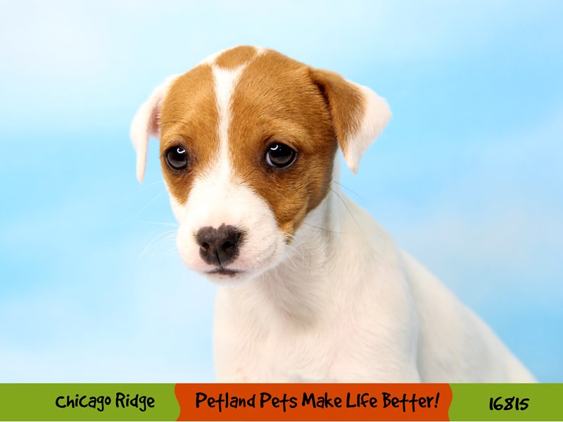 Jack Russell Terrier-Female-White-3445726-Petland Chicago Ridge