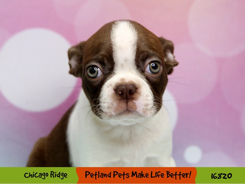 Boston Terrier-Male-Red & White-3446967-Petland Chicago Ridge