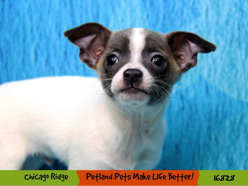 Chihuahua-Male-White / Brown-3454580-Petland Chicago Ridge