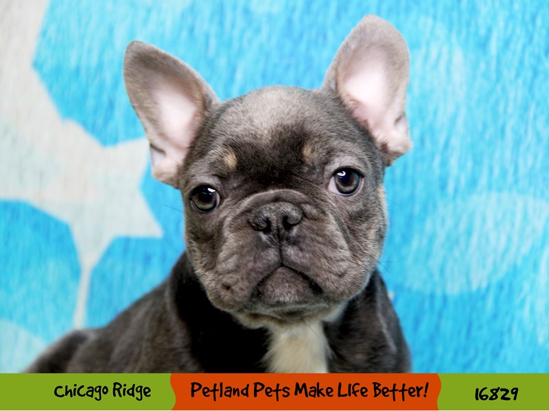 French Bulldog-Male-Blue / Tan-3454427-Petland Chicago Ridge