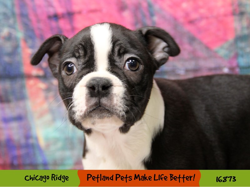 Boston Terrier-Female-Black / White-3486036-Petland Chicago Ridge