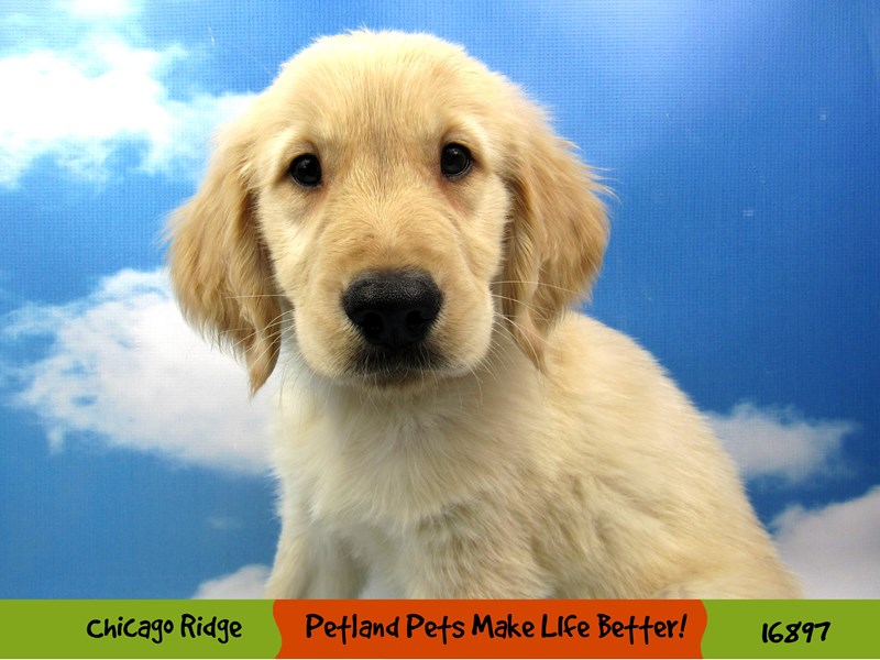 Golden Retriever-DOG-Male-Cream-3454269-Petland Chicago Ridge
