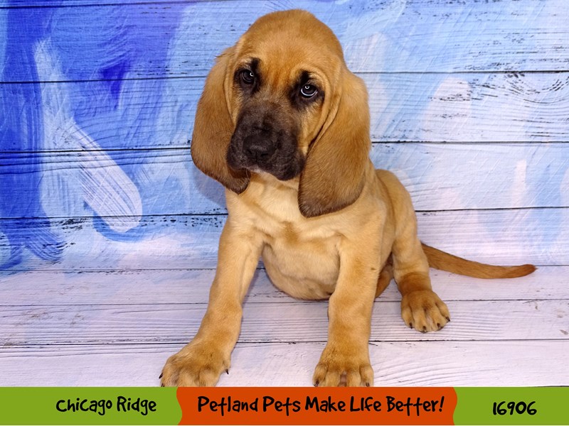 Bloodhound-Male-Red-3417749-Petland Chicago Ridge